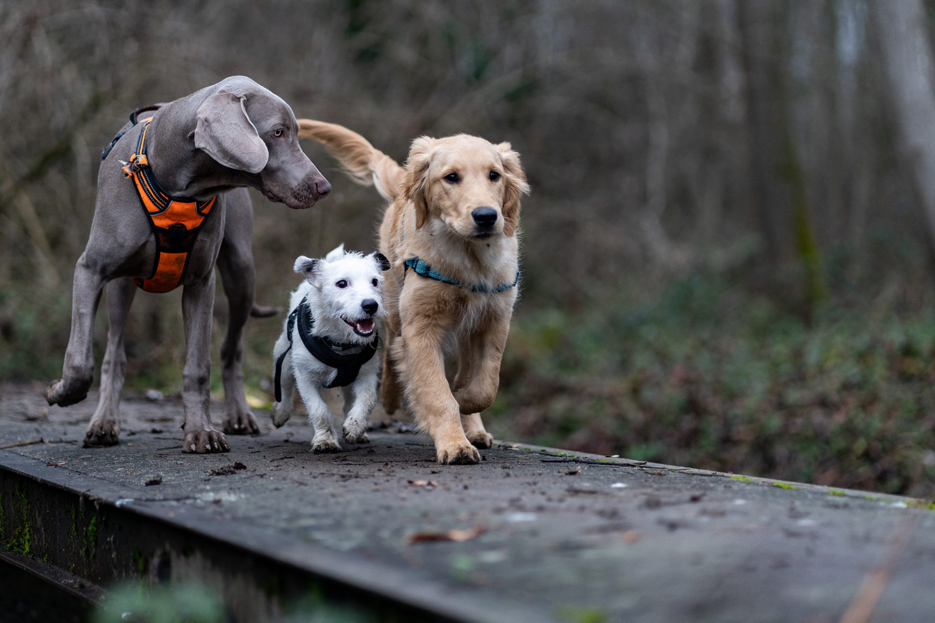 Balade éducative collective pour des chiots (de 2 à 6 mois) le chien en mouvement