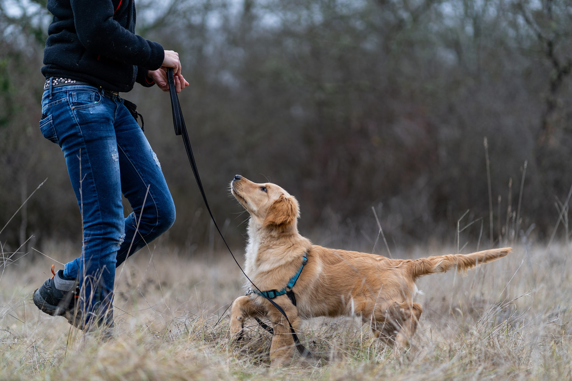 Balade éducative collective (à partir de 6 mois et +) sur le thème "mieux gérer son chien en